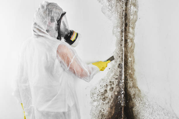 Certified Mold Removal in Bessemer City, NC