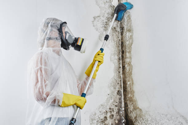 Home Mold Removal in Bessemer City, NC