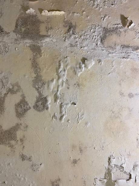 Best Mold Removal Company Near Me  in Bessemer City, NC