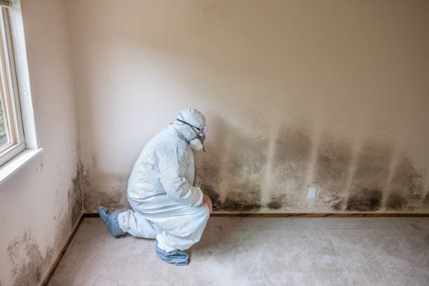Best Local Mold Removal Service  in Bessemer City, NC