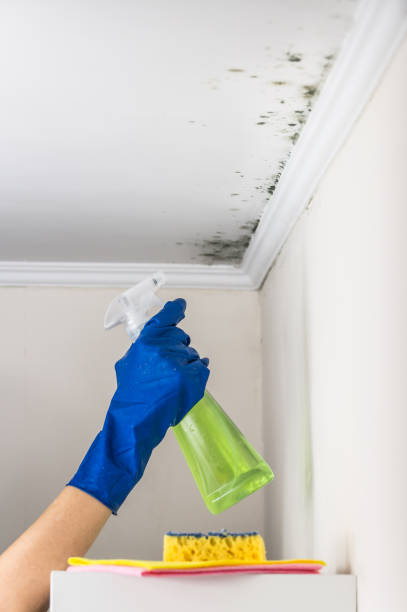 Mold Testing and Removal in Bessemer City, NC